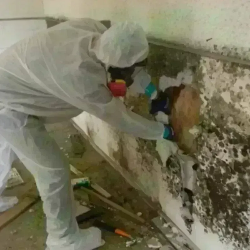 Mold Remediation and Removal in San Gabriel, CA